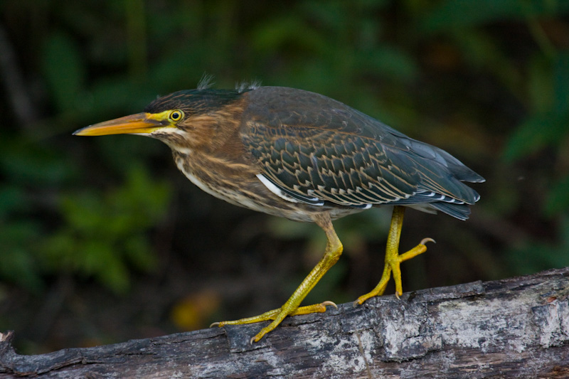 Green Heron